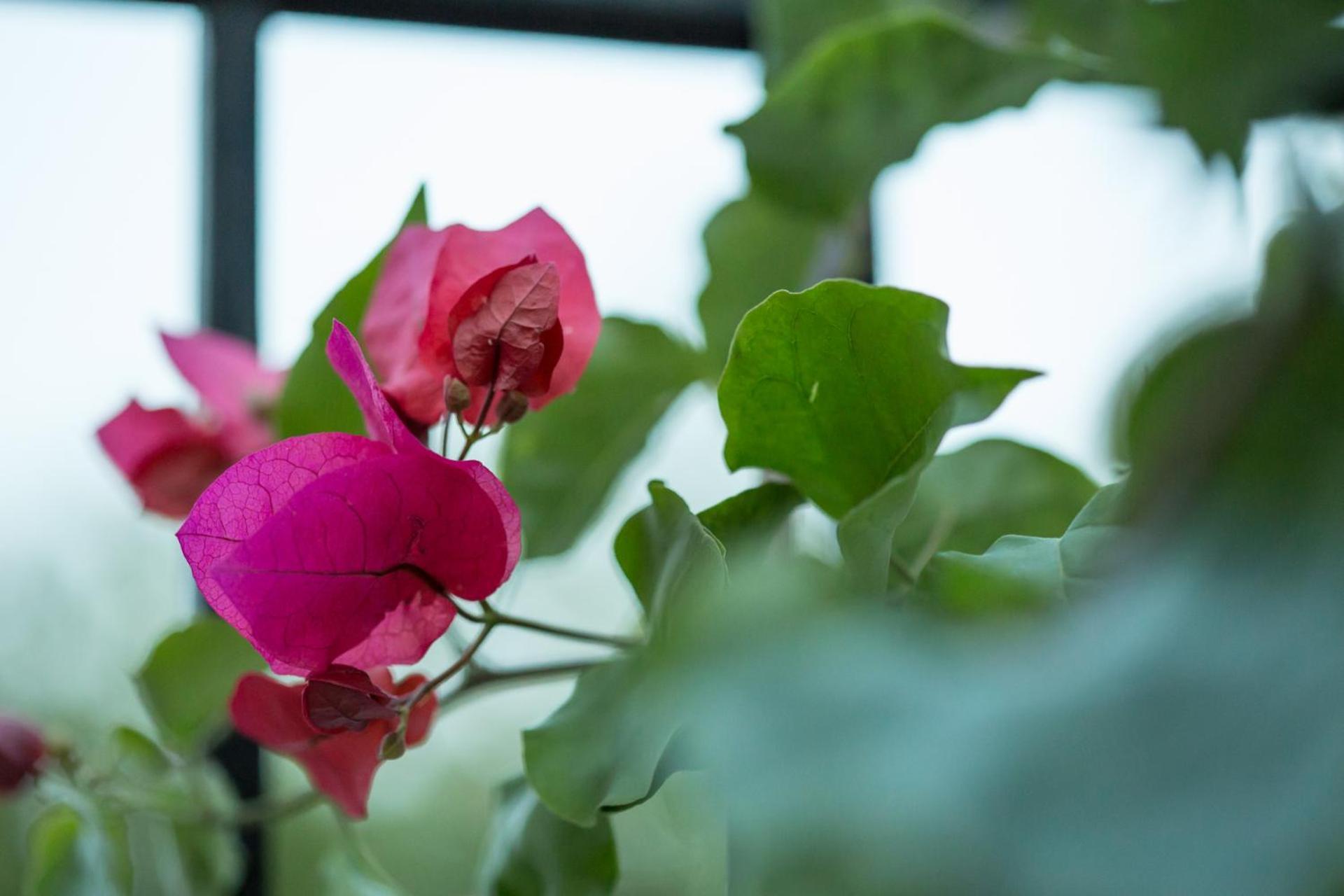 Iris Garden Retreat Aparthotel Corinth Ngoại thất bức ảnh